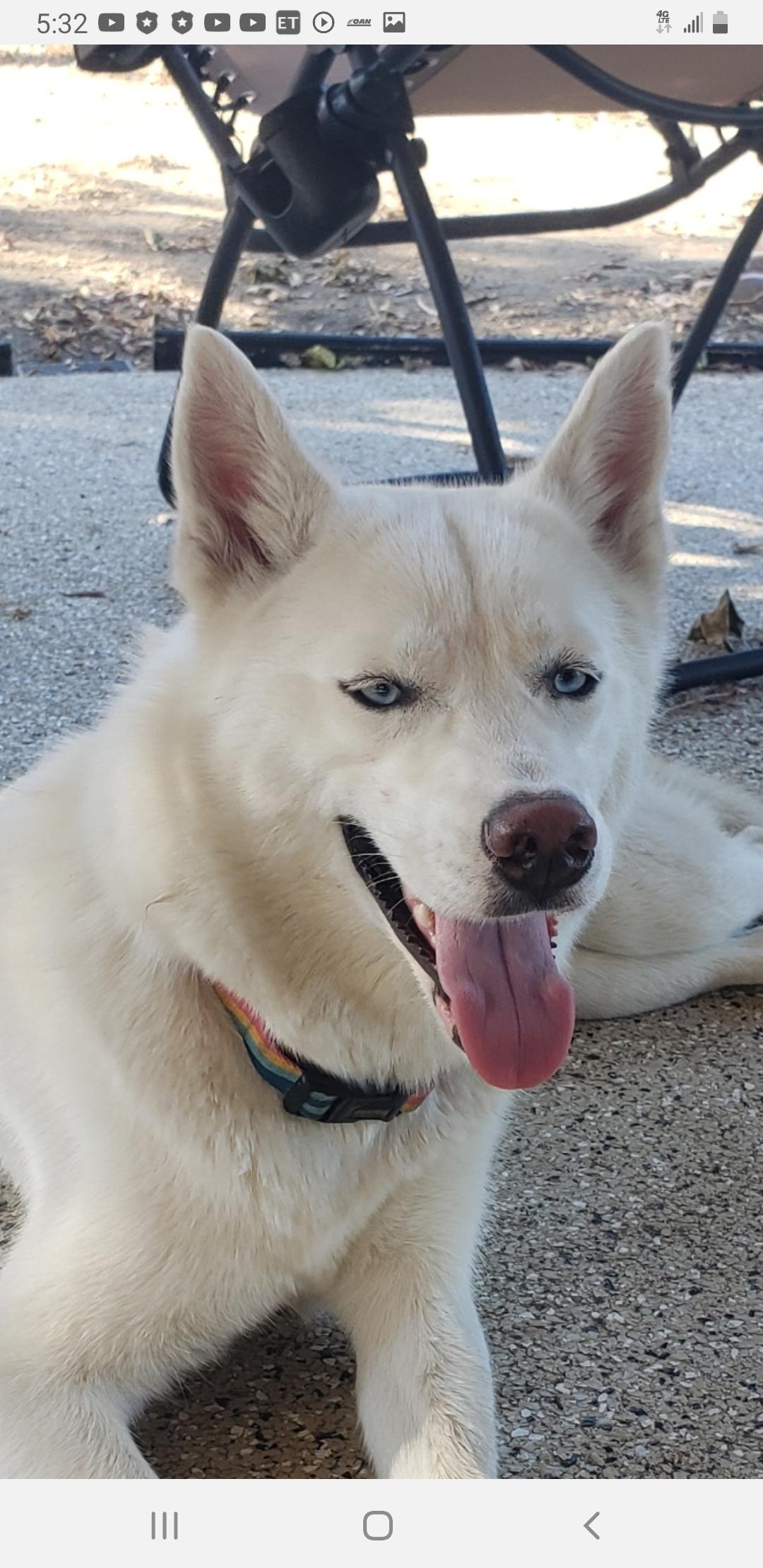 Neela, a ADOPTABLE Siberian Husky in Menifee, CA image 1/6