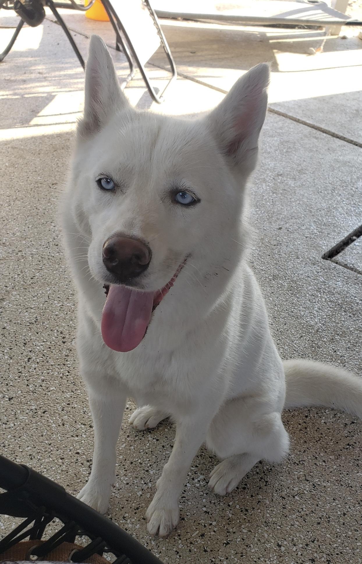 Neela, a ADOPTABLE Siberian Husky in Menifee, CA image 6/6