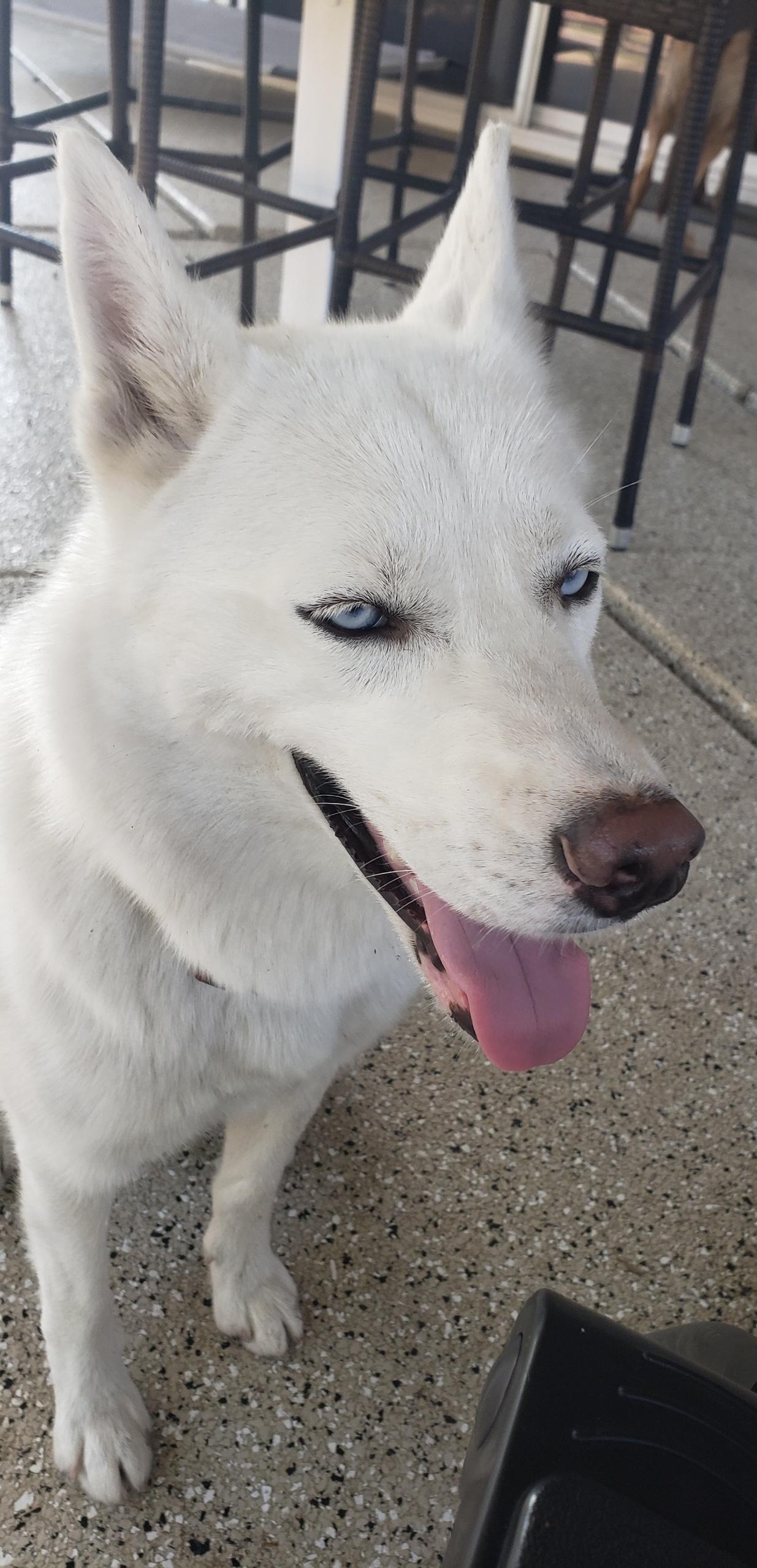 Neela, a ADOPTABLE Siberian Husky in Menifee, CA image 4/6