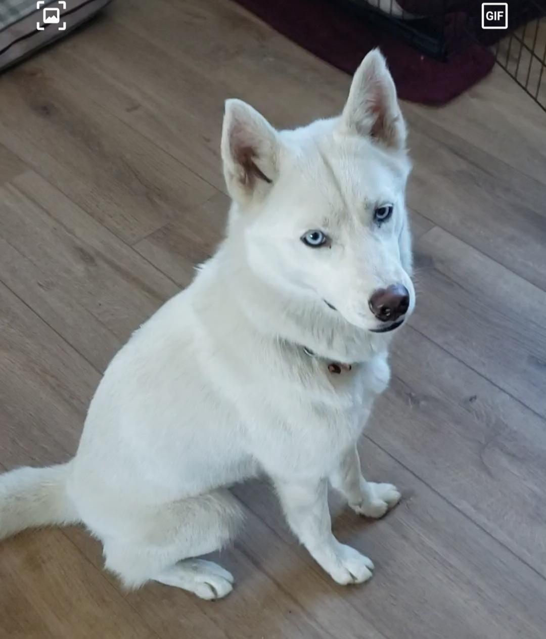 Neela, a ADOPTABLE Siberian Husky in Menifee, CA image 5/6