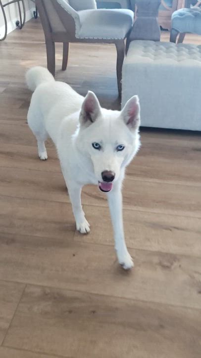 Enlarge Neela, a ADOPTABLE Siberian Husky in Menifee, CA video 2/6