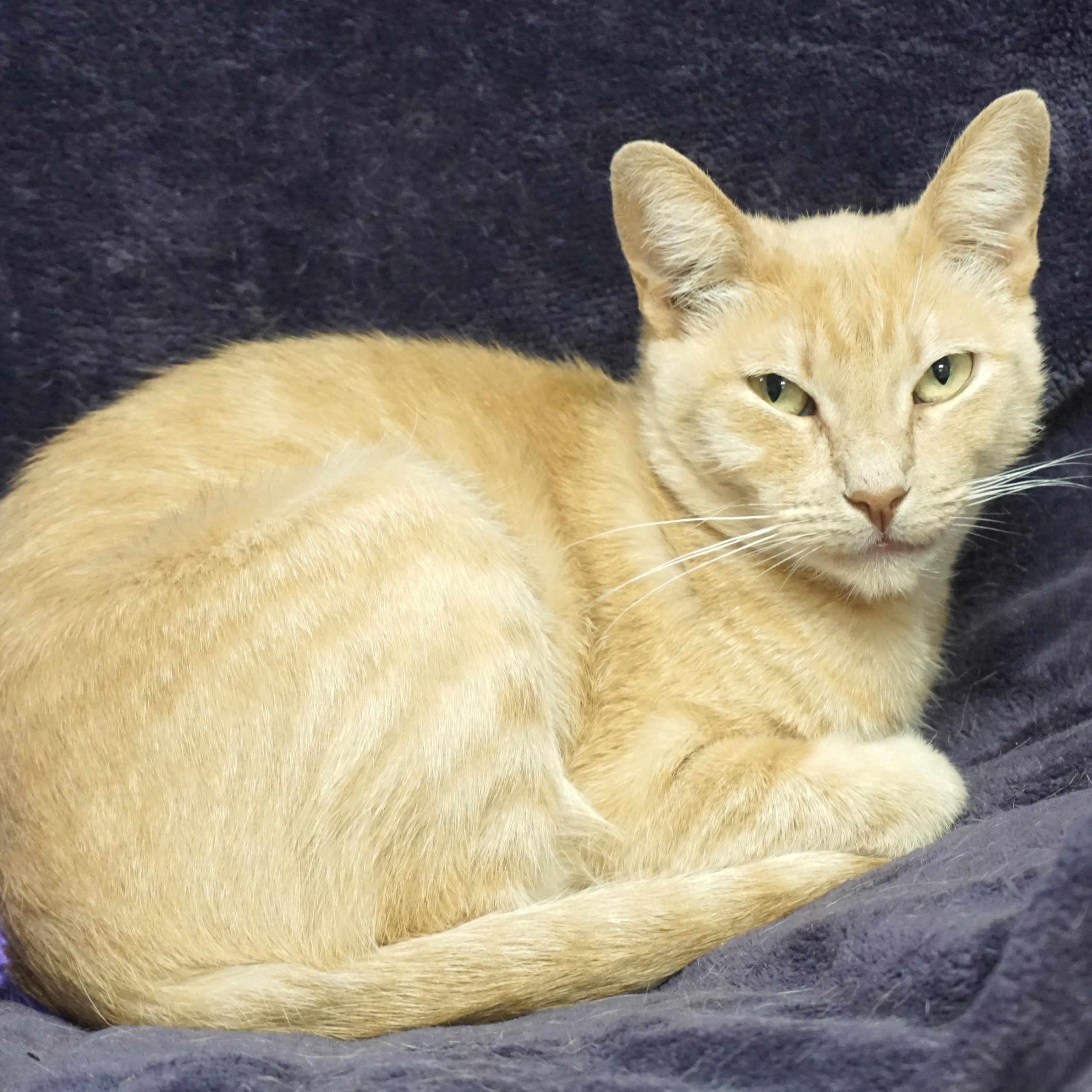 WeKoPa, a ADOPTABLE Domestic Short Hair in Fountain Hills, AZ image 3/6
