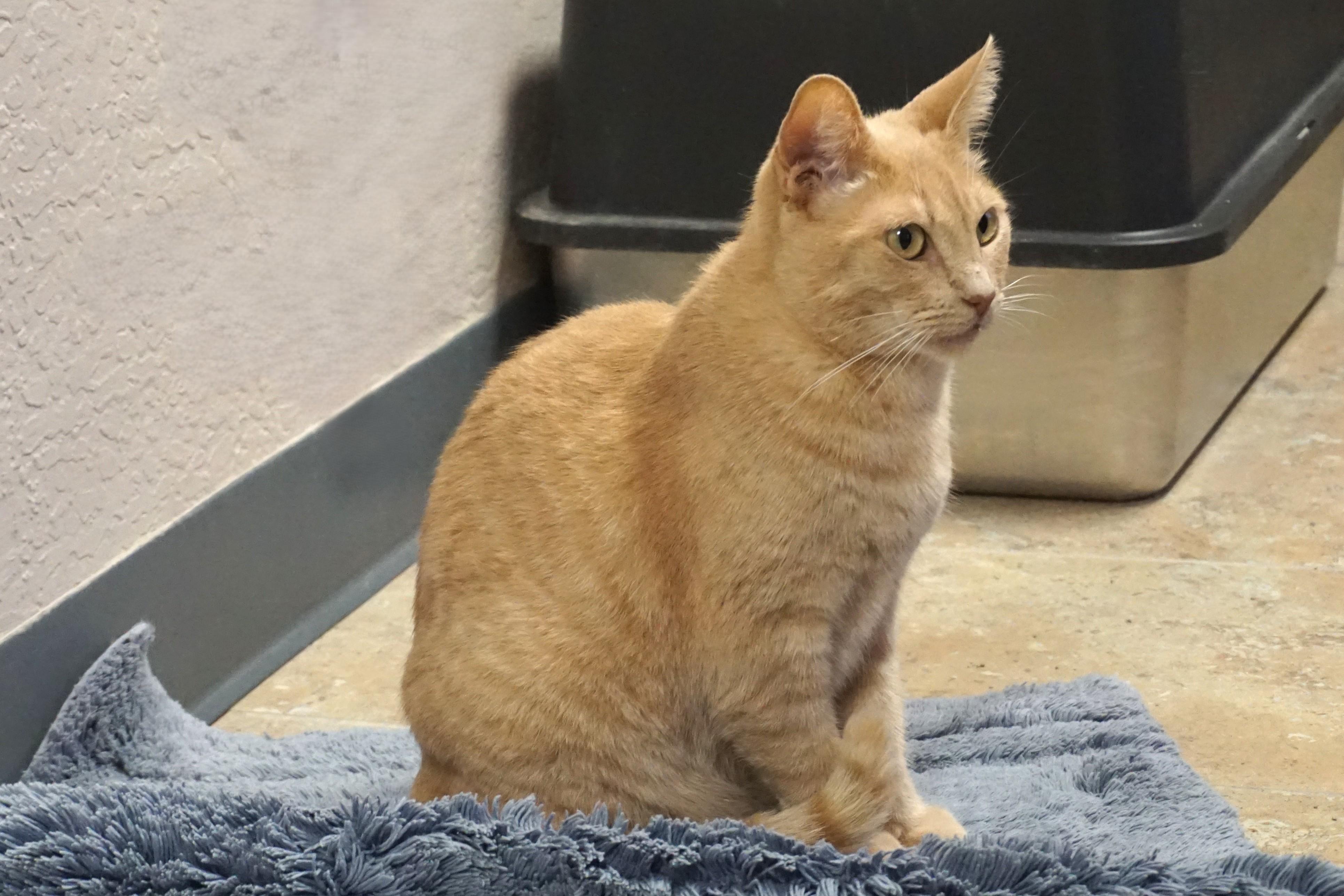 Enlarge WeKoPa, a Adoptable Domestic Short Hair in Fountain Hills, AZ image 6/6
