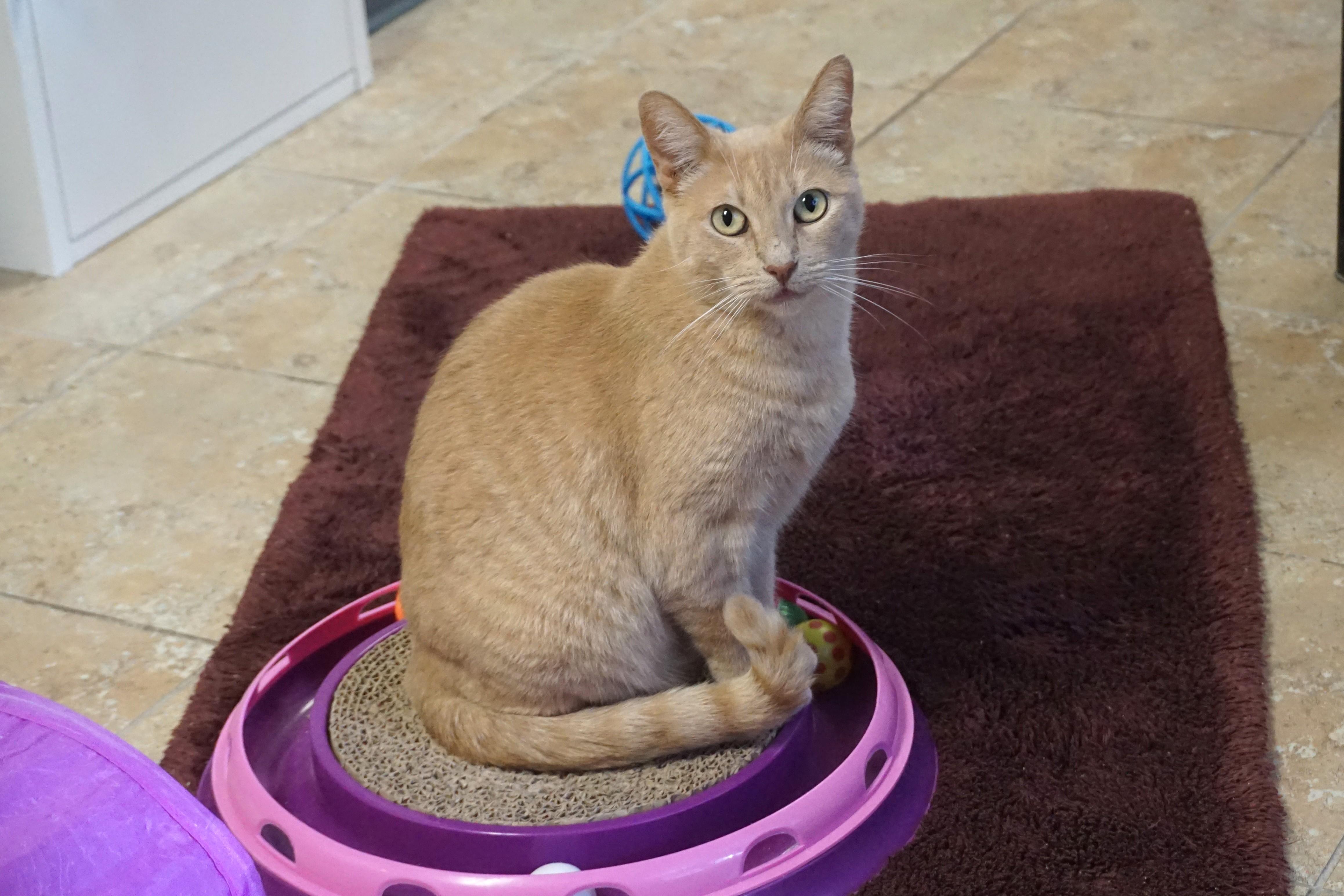 WeKoPa, Adoptable, Adult Female Domestic Short Hair.
