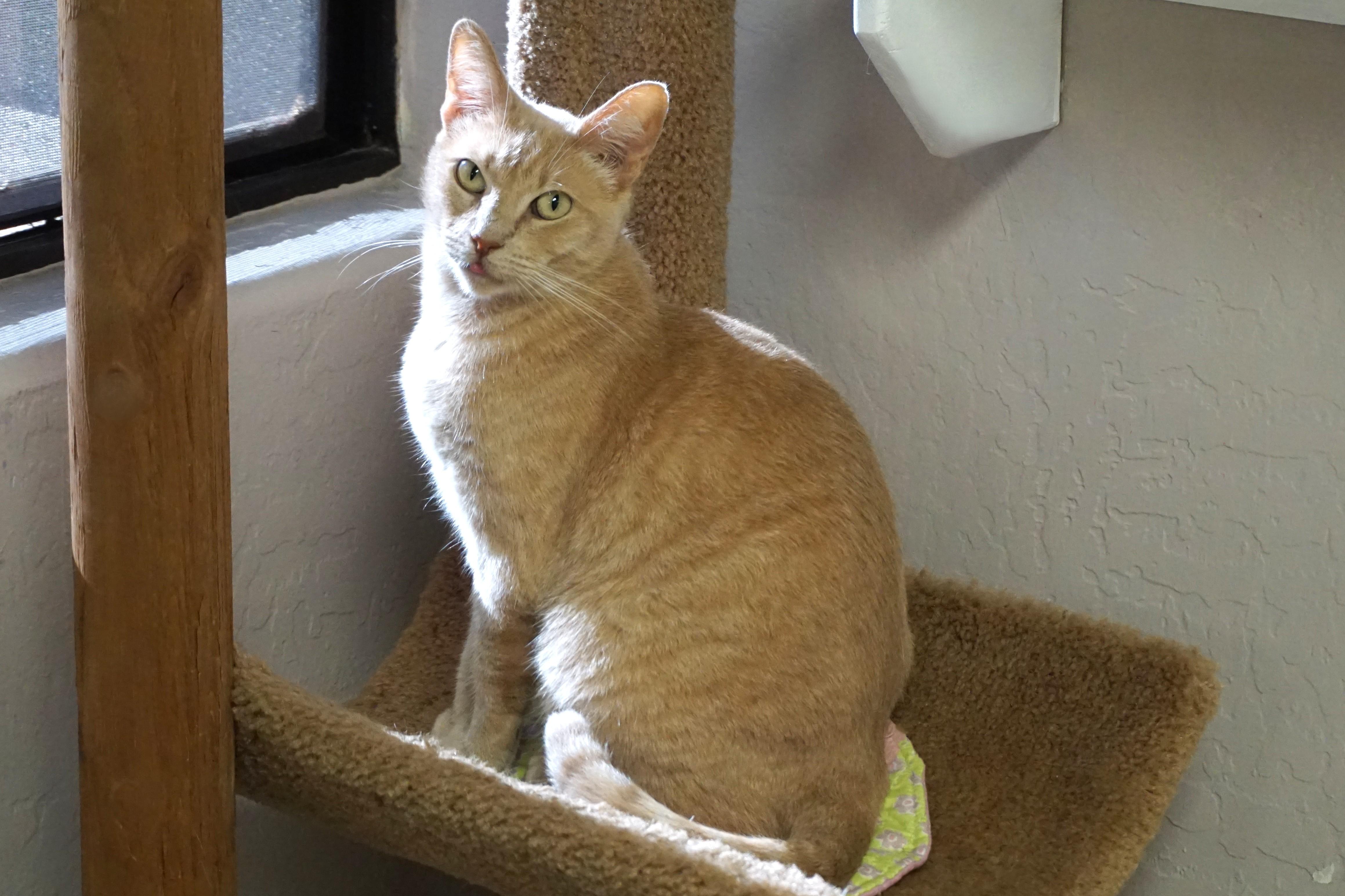 Enlarge WeKoPa, a Adoptable Domestic Short Hair in Fountain Hills, AZ image 4/6