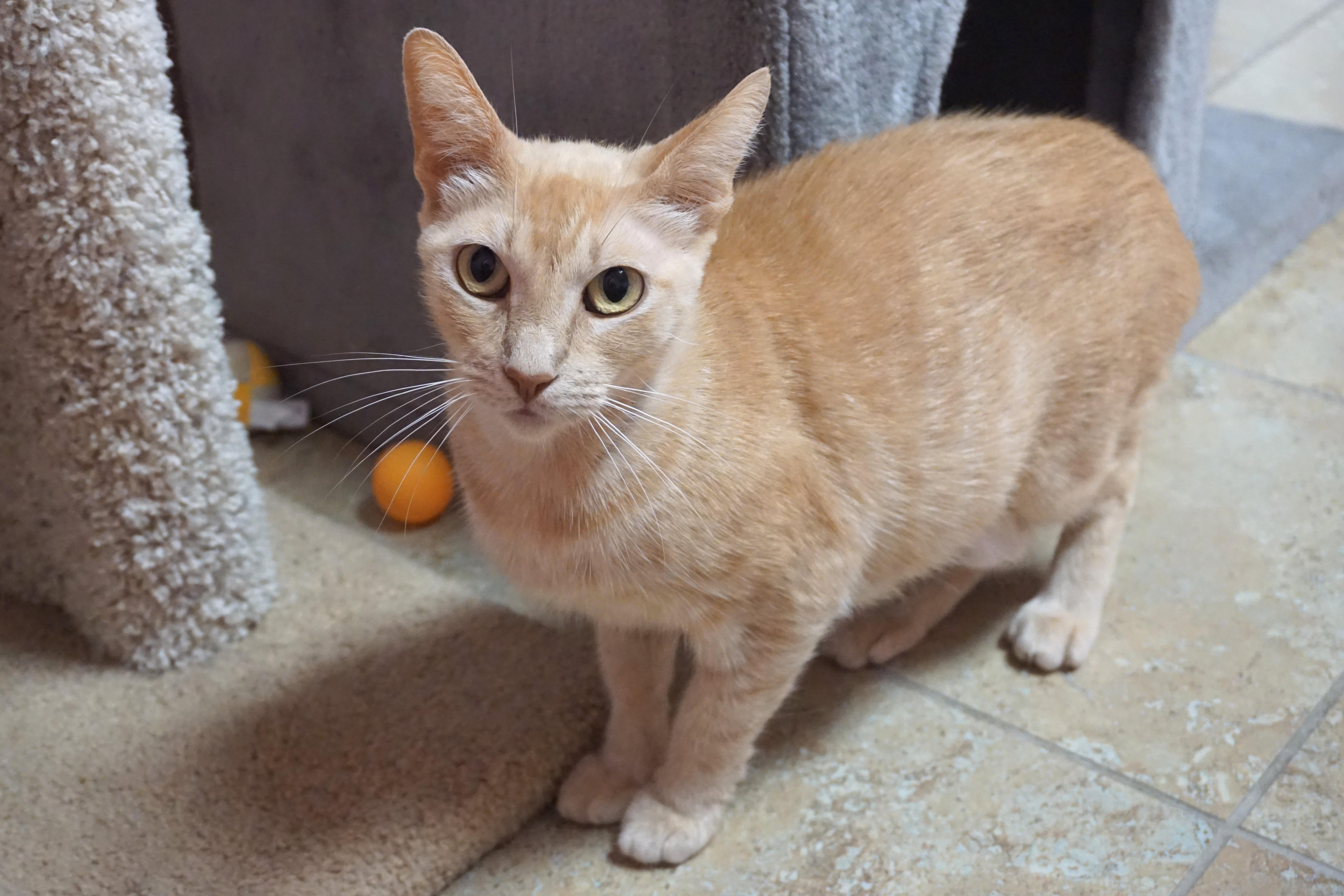WeKoPa, a ADOPTABLE Domestic Short Hair in Fountain Hills, AZ image 6/6