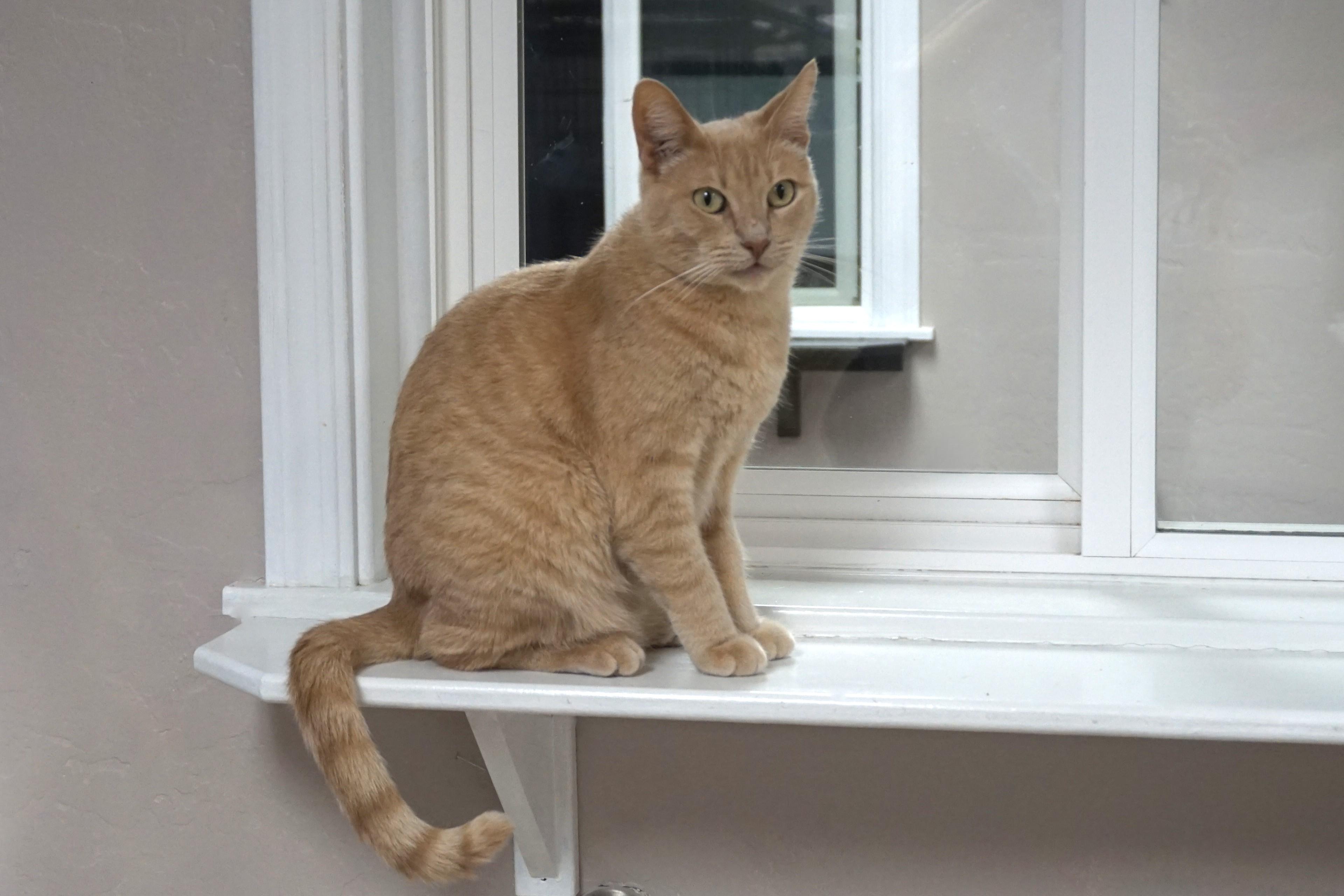 Enlarge WeKoPa, a Adoptable Domestic Short Hair in Fountain Hills, AZ image 2/6