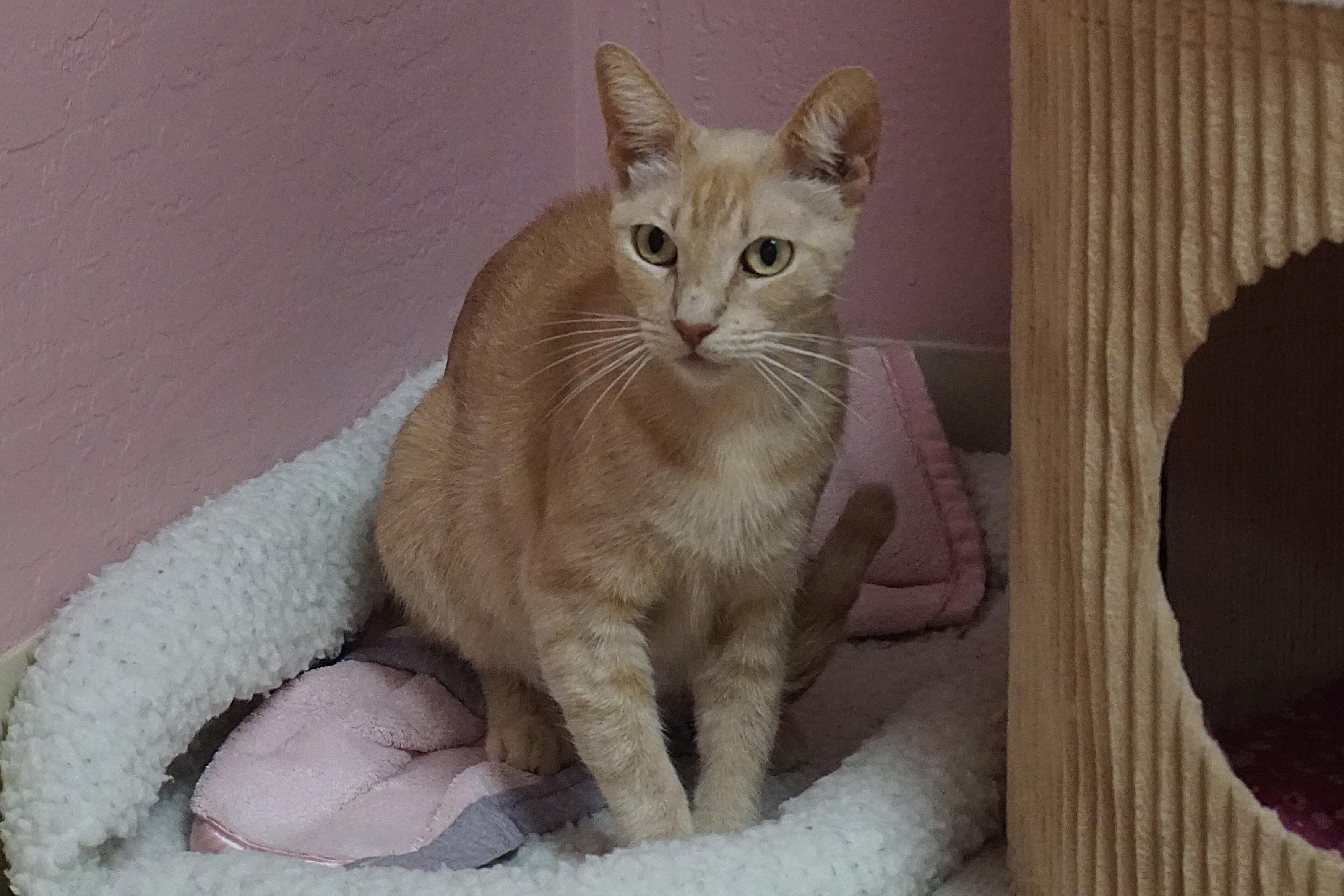 WeKoPa, a ADOPTABLE Domestic Short Hair in Fountain Hills, AZ image 4/6