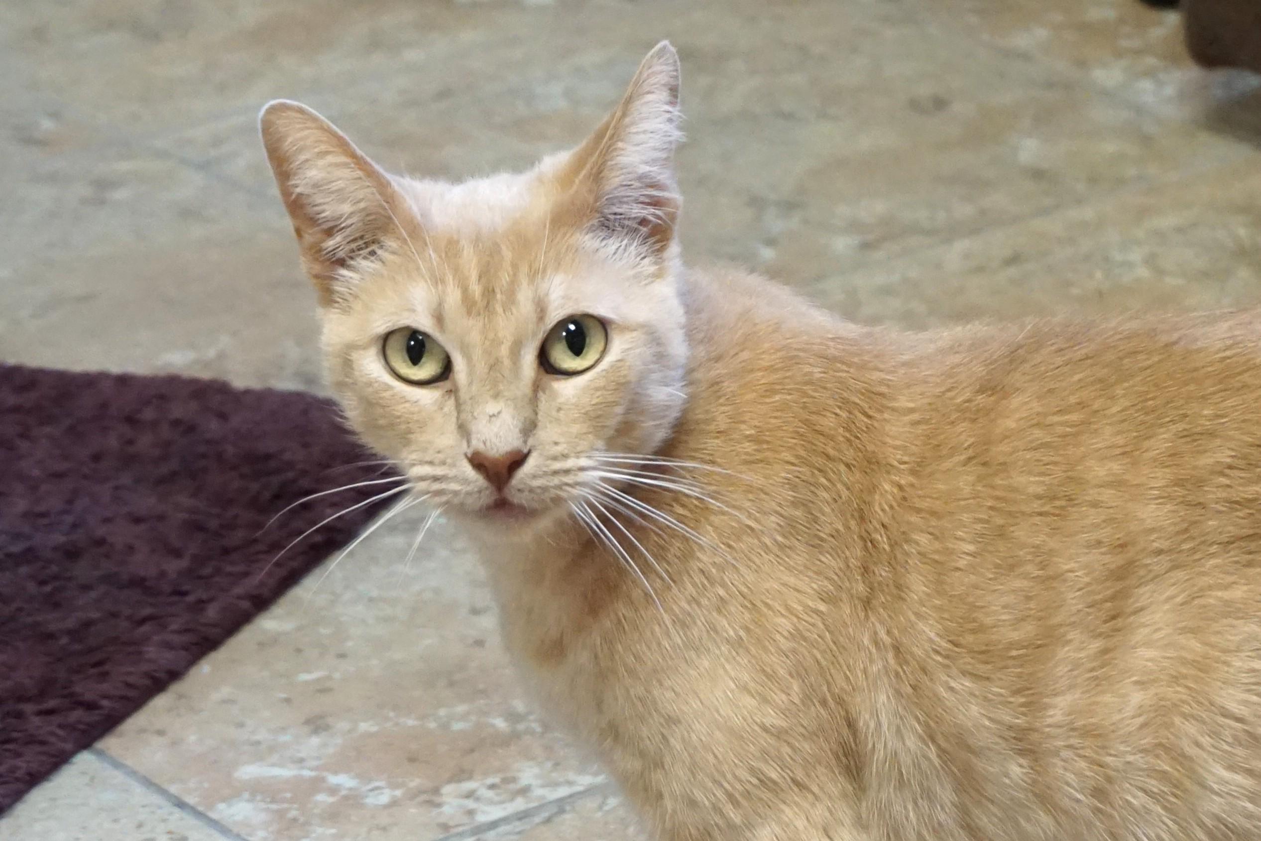 WeKoPa, ADOPTABLE, Adult Female Domestic Short Hair.