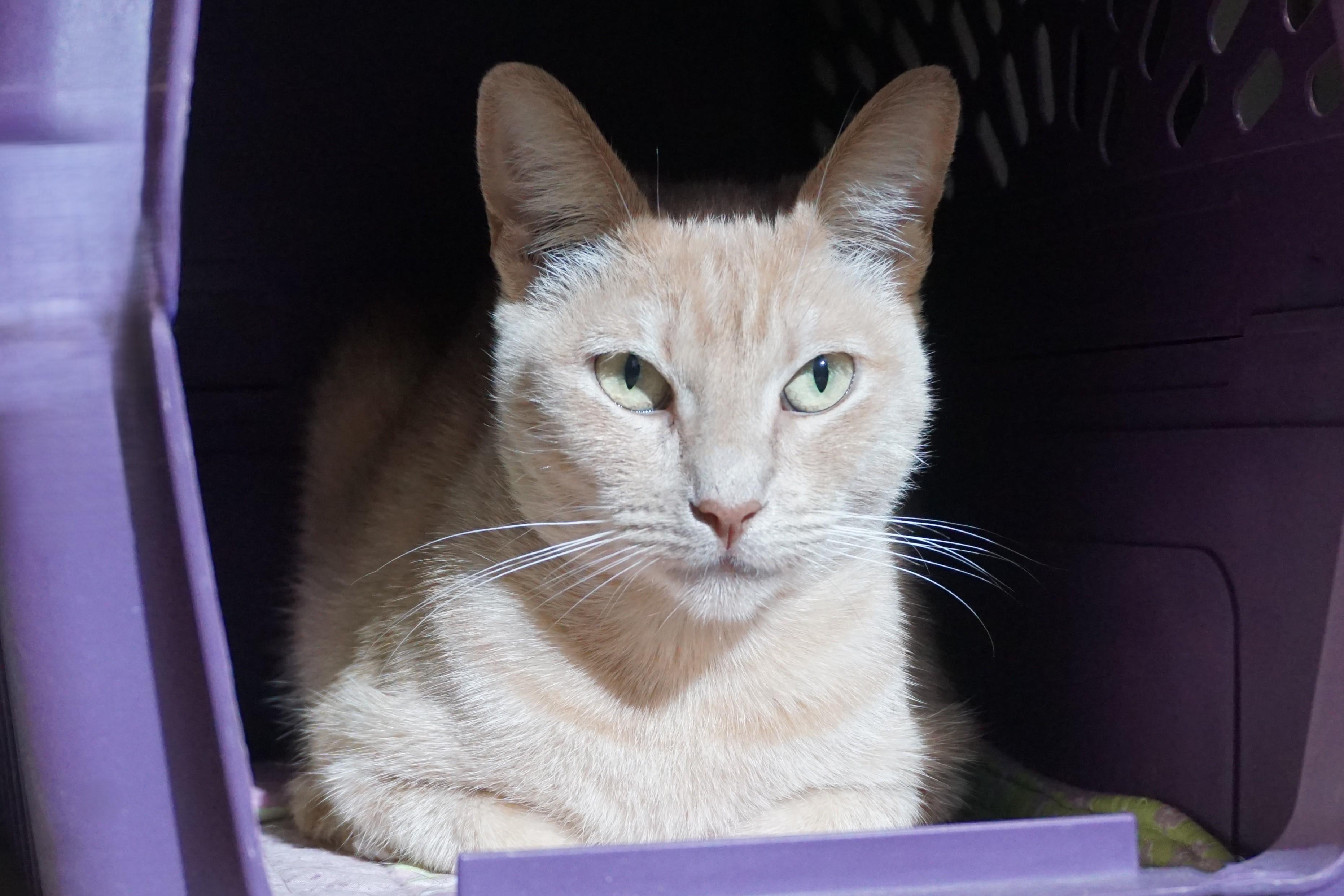 WeKoPa, a ADOPTABLE Domestic Short Hair in Fountain Hills, AZ image 5/6