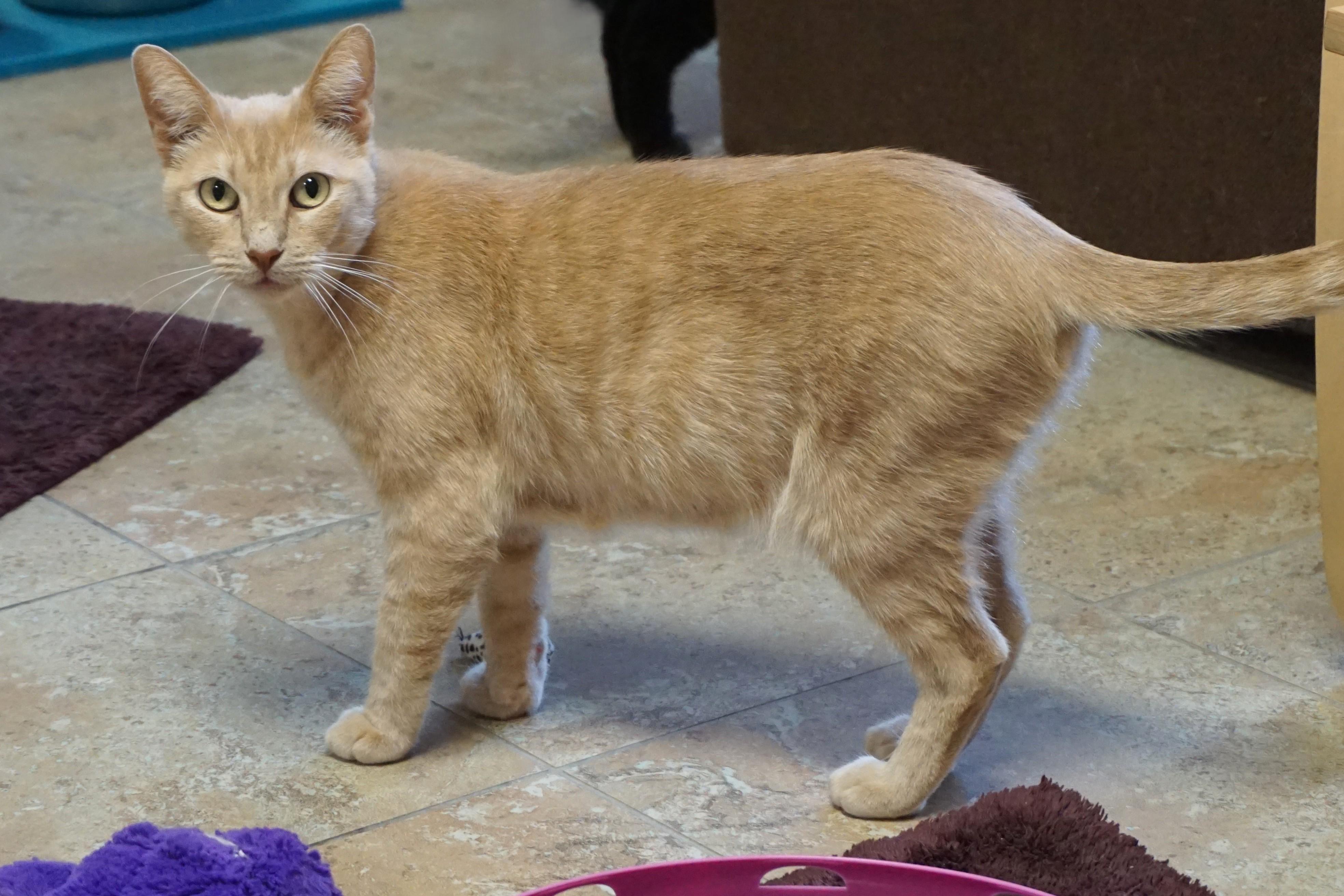 WeKoPa, a ADOPTABLE Domestic Short Hair in Fountain Hills, AZ image 2/6