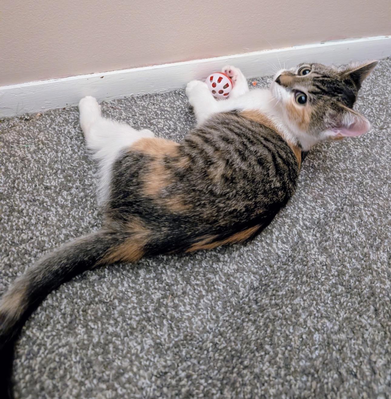 Enlarge Pumpkin & Spice, a Adoptable Domestic Short Hair in Youngstown, OH image 5/5