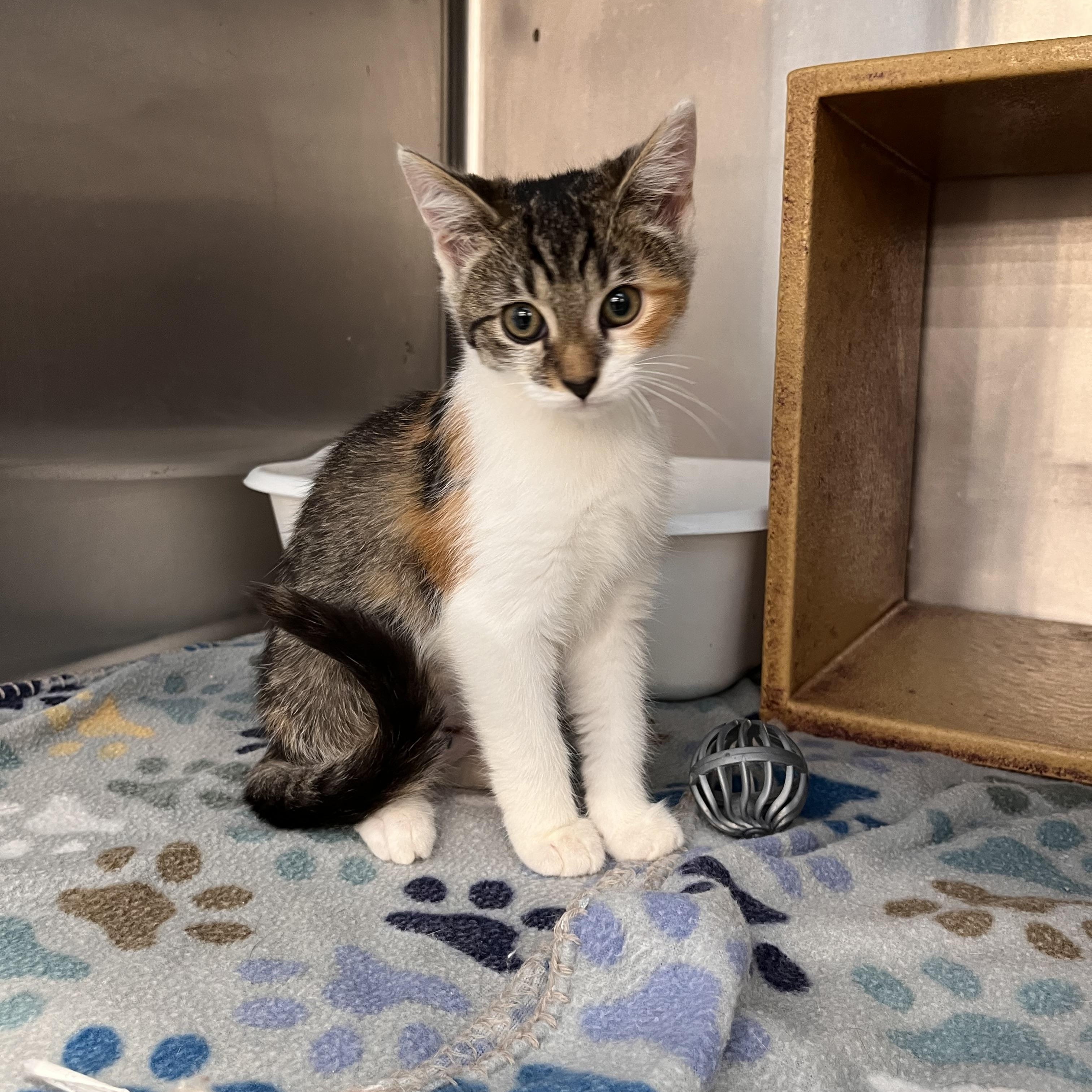 Enlarge Pumpkin & Spice, a Adoptable Domestic Short Hair in Youngstown, OH image 3/5