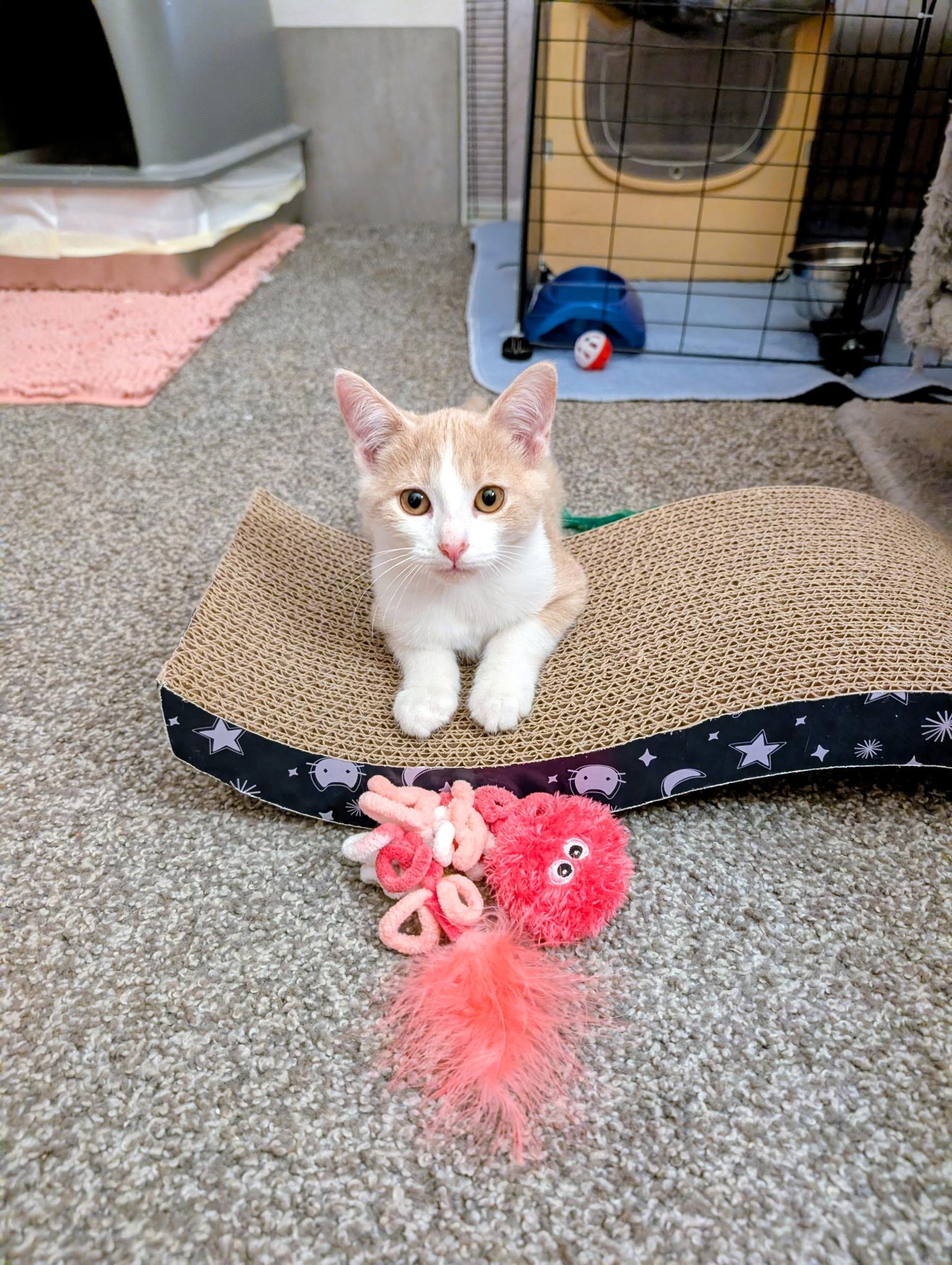Enlarge Pumpkin & Spice, a Adoptable Domestic Short Hair in Youngstown, OH image 4/5