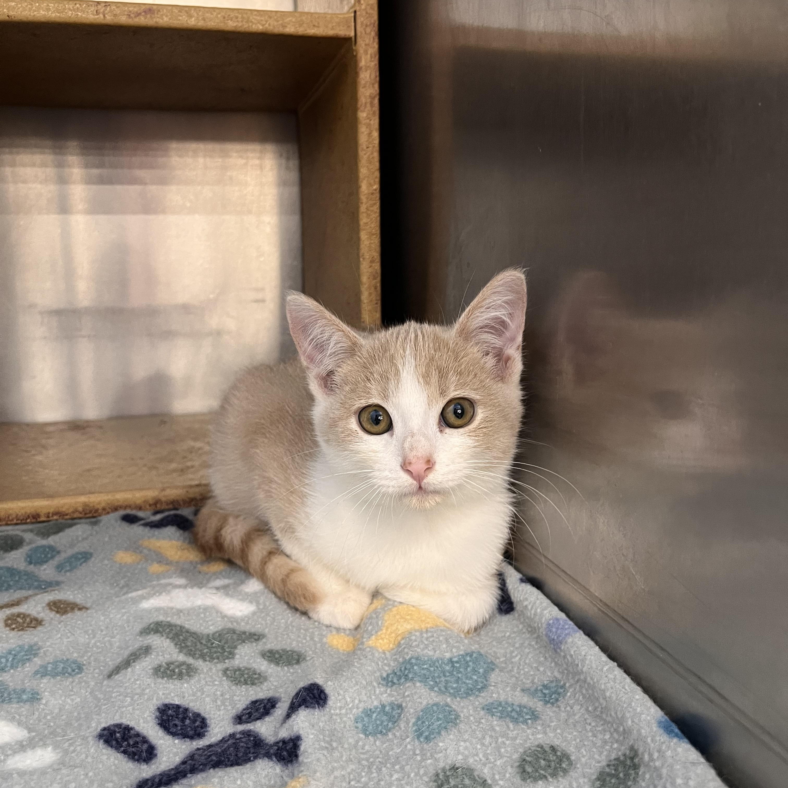 Enlarge Pumpkin & Spice, a Adoptable Domestic Short Hair in Youngstown, OH image 2/5