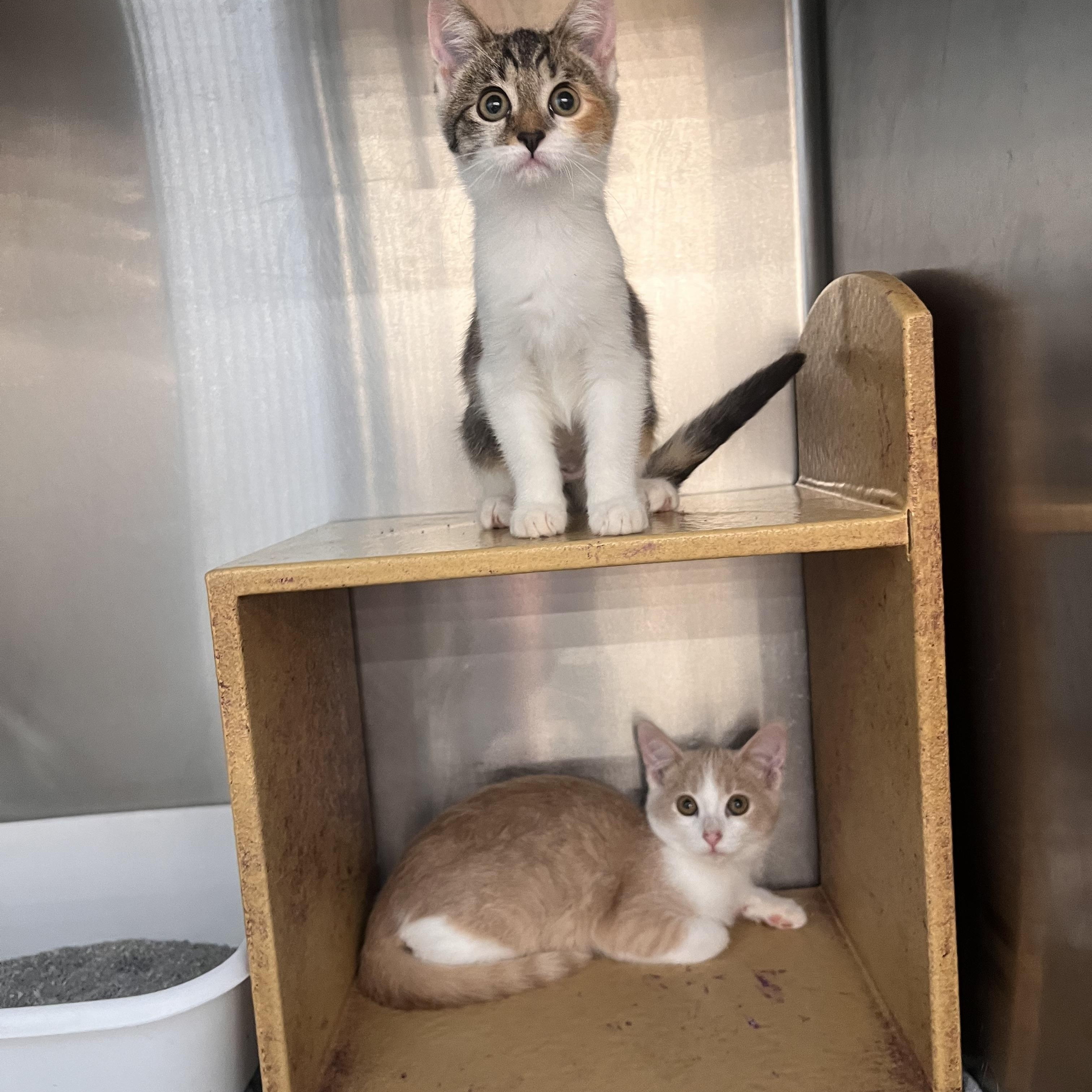 Pumpkin & Spice, Adoptable, Kitten Male Domestic Short Hair.
