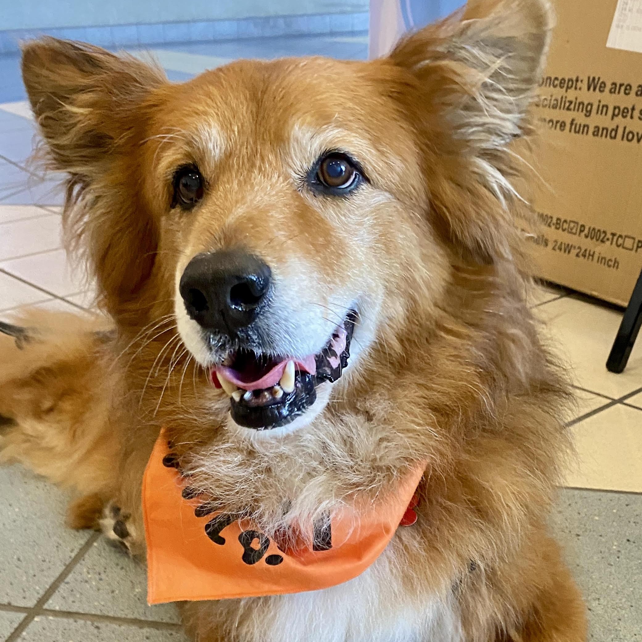 ZIGGY, Adoptable, Adult Male Chow Chow.