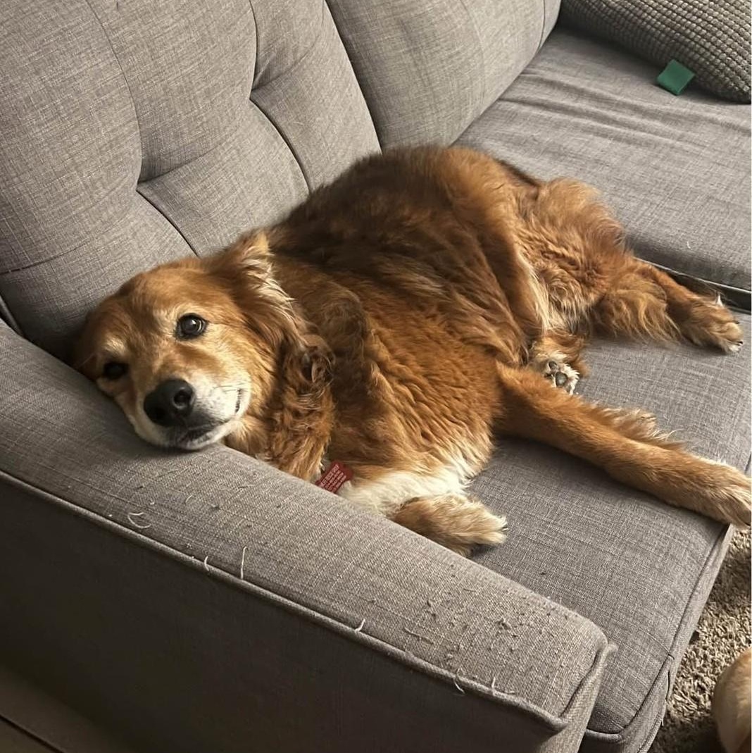 Enlarge ZIGGY, a Adoptable mixed breed in Largo, FL image 5/6