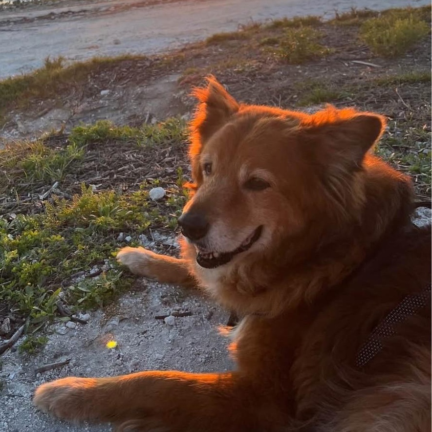 Enlarge ZIGGY, a Adoptable mixed breed in Largo, FL image 4/6