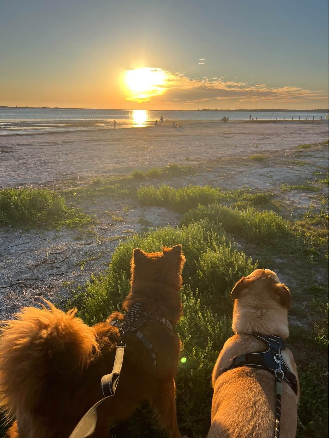 Enlarge ZIGGY, a Adoptable mixed breed in Largo, FL image 6/6