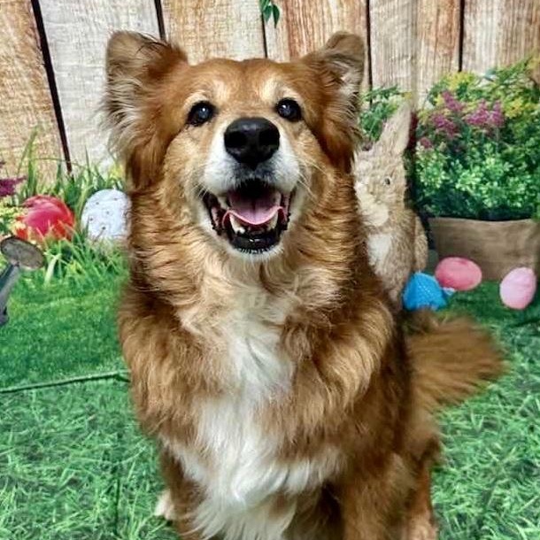 ZIGGY, Adoptable, Adult Male Chow Chow.