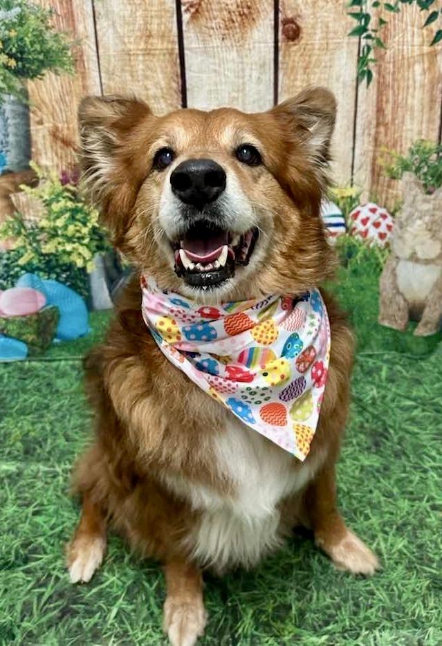 Enlarge ZIGGY, a Adoptable mixed breed in Largo, FL image 3/6