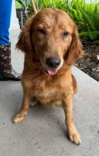 Coco, an adopted Golden Retriever in Longwood, FL image 2/5