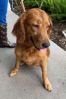 Coco, an adopted Golden Retriever in Longwood, FL image 5/5