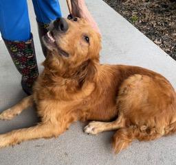 Coco, an adopted Golden Retriever in Longwood, FL image 3/5