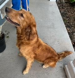Coco, an adopted Golden Retriever in Longwood, FL image 4/5