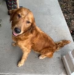 Coco, an adopted Golden Retriever in Longwood, FL image 1/5