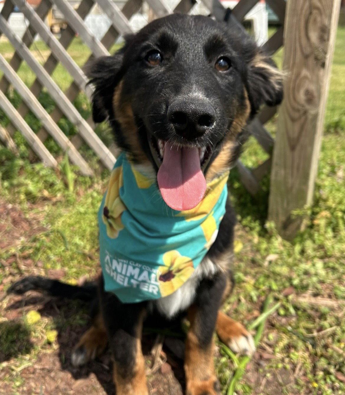 Enlarge Jaeger, a Adoptable Shepherd in Steeleville, IL image 1/1