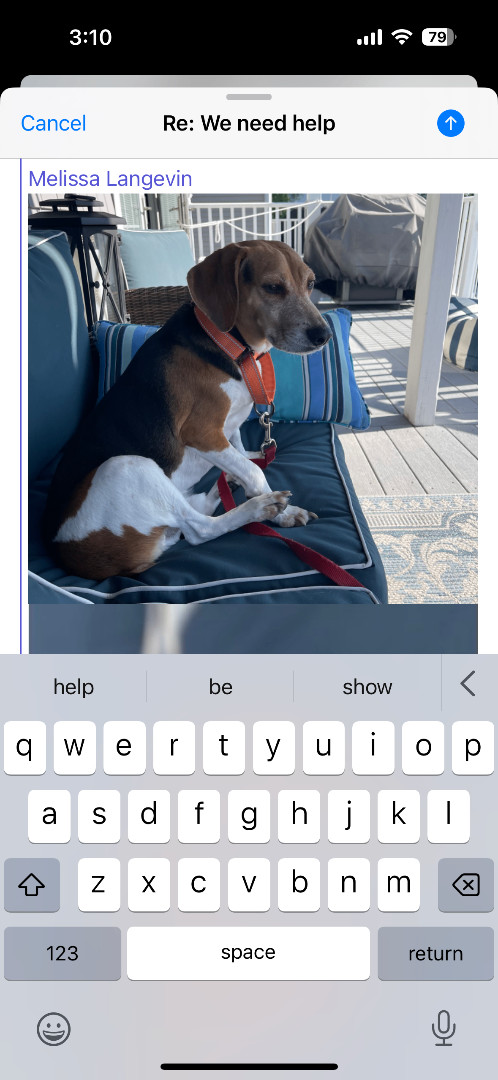 Bagel, Adopted, Adult Male Beagle.