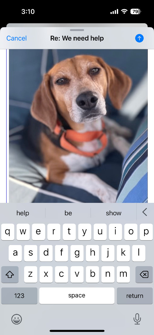 Enlarge Bagel, a Adopted Beagle in new york, NY image 2/2