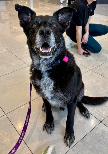 Dawson, a Adoptable mixed breed in Gainesville, FL image 1/3