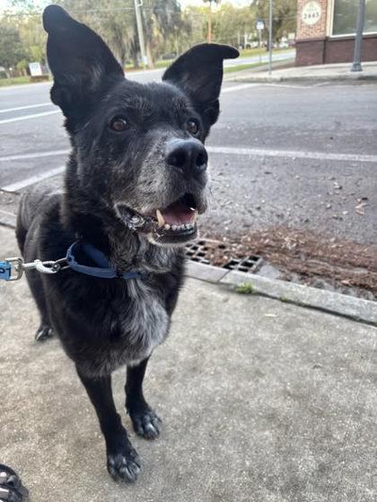 Dawson, Adoptable, Adult Male Shepherd & Mixed Breed.