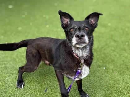 Enlarge Dawson, a Adoptable mixed breed in Gainesville, FL image 2/3