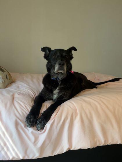 Enlarge Dawson, a Adoptable mixed breed in Gainesville, FL image 3/3