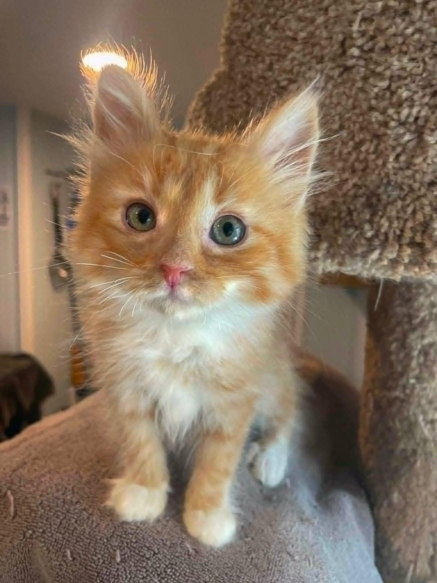 Babe, Adopted, Kitten Male Domestic Medium Hair.