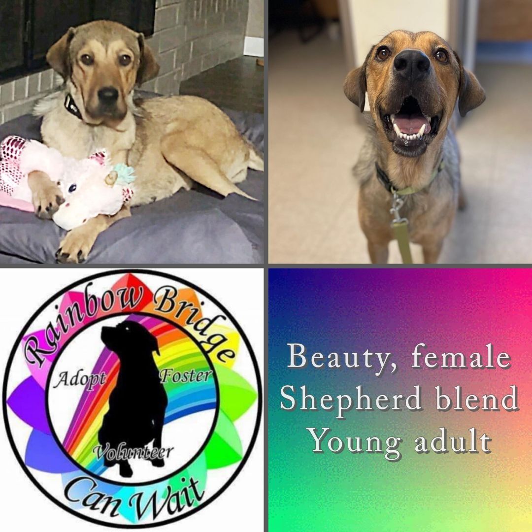 Enlarge Berta AKA Beauty, a Adoptable mixed breed in Carnegie, OK image 1/2