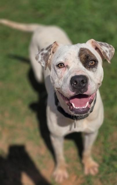 SPOT, Adoptable, Young Female Parson Russell Terrier & American Staffordshire Terrier.