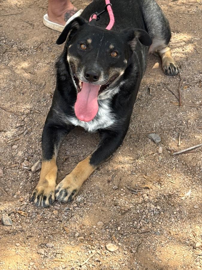 Enlarge Diggs, a Adoptable Australian Cattle Dog / Blue Heeler in Tonopah, AZ image 3/4