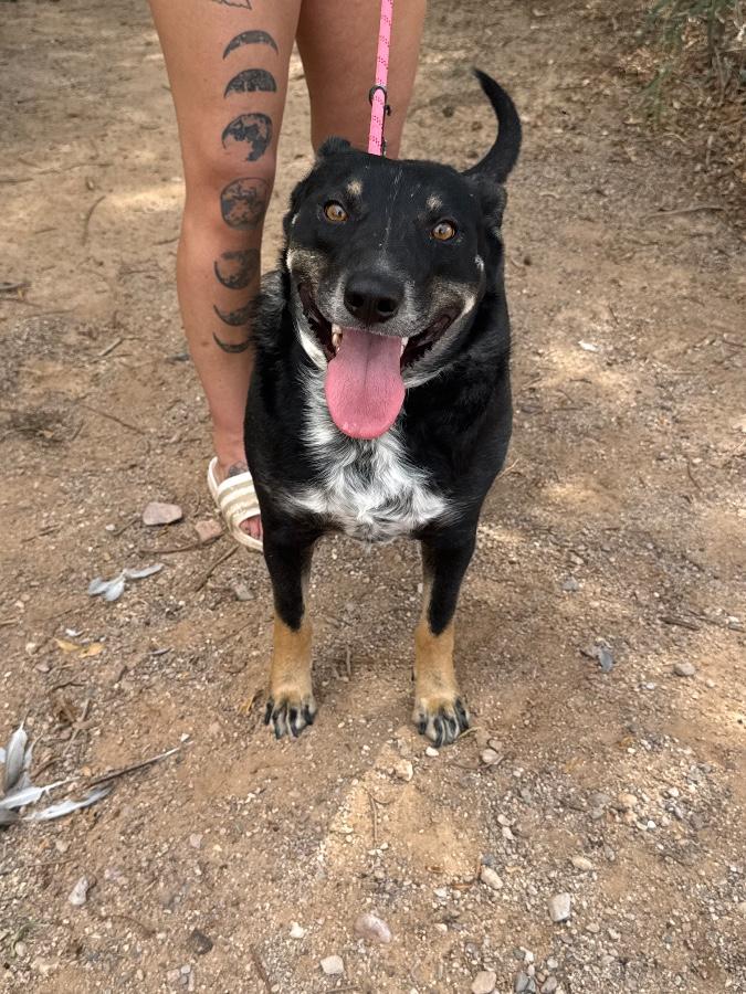Enlarge Diggs, a Adoptable Australian Cattle Dog / Blue Heeler in Tonopah, AZ image 4/4
