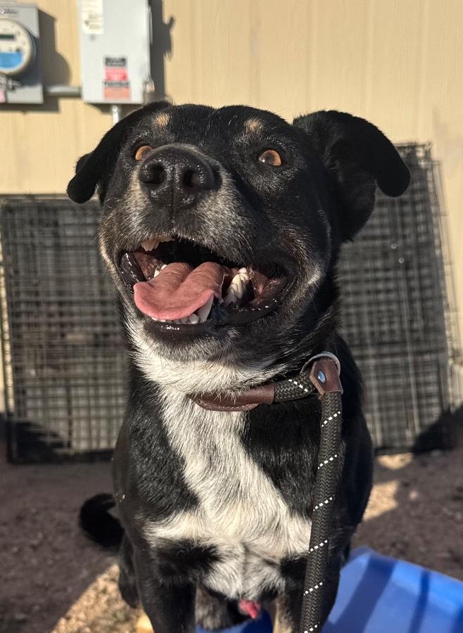 Enlarge Diggs, a Adoptable Australian Cattle Dog / Blue Heeler in Tonopah, AZ image 2/4