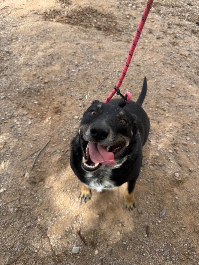 Diggs, Adoptable, Adult Male Australian Cattle Dog / Blue Heeler.