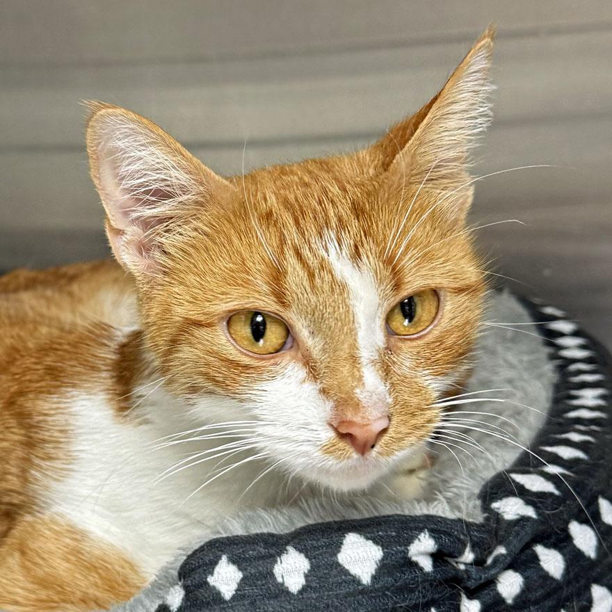 Enlarge Daisy, an adopted Domestic Short Hair in E Falmouth, MA image 1/2