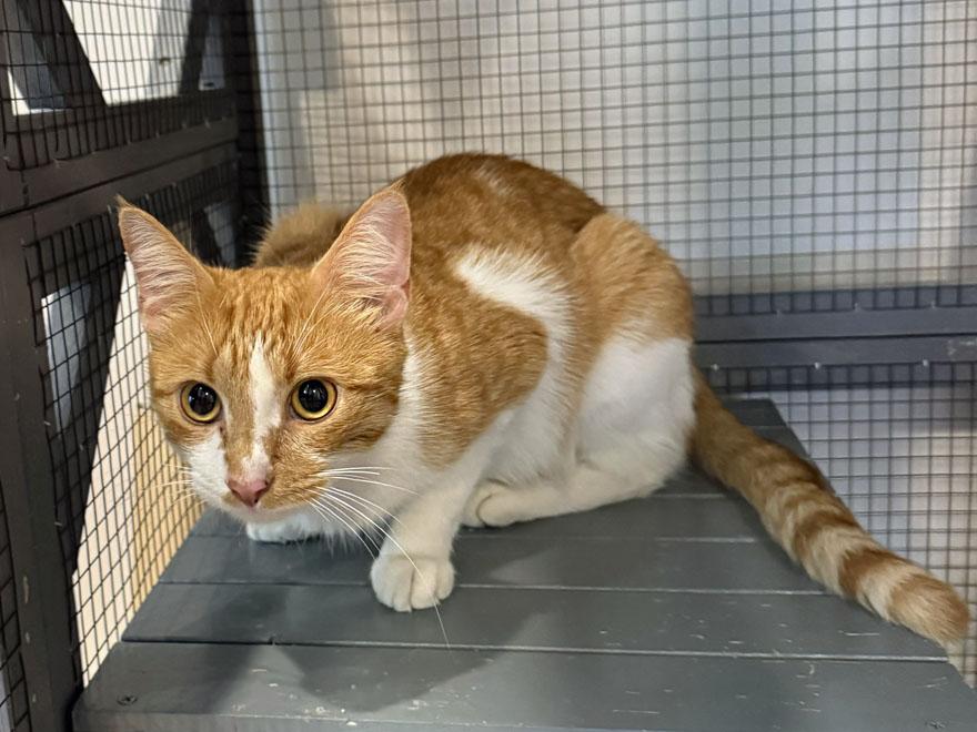 Enlarge Daisy, an adopted Domestic Short Hair in E Falmouth, MA image 2/2