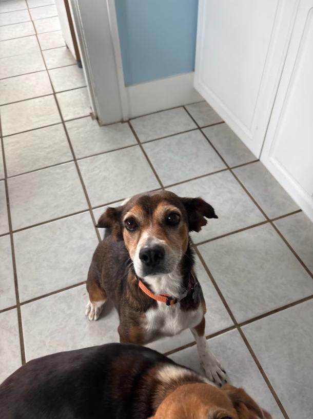 Enlarge BB, a ADOPTABLE Beagle in Springhill, LA image 1/2
