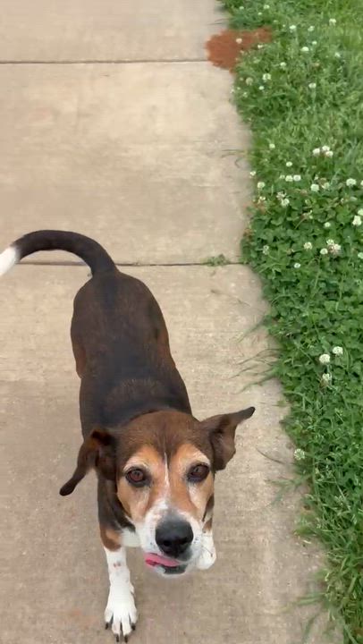 Enlarge BB, a ADOPTABLE Beagle in Springhill, LA video 2/2