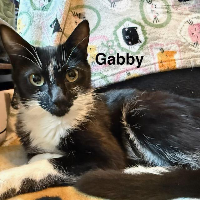 Gabby, Adoptable, Adult Female Domestic Short Hair.